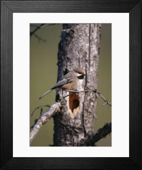 Framed Print : Boreal Chickadee MG 692 By nest hole, Alaska. Parus hudsonicus © Martin W. Grosnick / ARDEA LONDON Framed Print : Boreal Chickadee MG 692 By nest hole, Alaska. Parus hudsonicus © Martin W. Grosnick / ARDEA LONDON