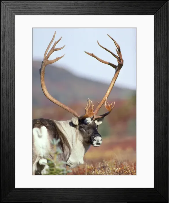Framed Print : Caribou / Reindeer - bull Framed Print : Caribou / Reindeer - bull