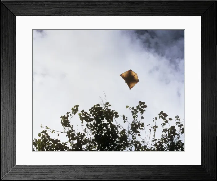 Framed Print : Flying Lemur - gliding Philippines Framed Print : Flying Lemur - gliding Philippines