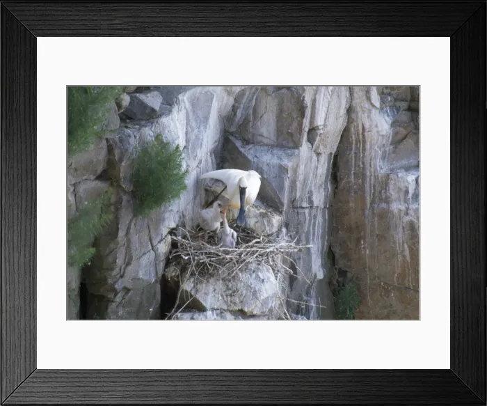 Framed Print : Black-faced Spoonbill - adult at nest with young Framed Print : Black-faced Spoonbill - adult at nest with young