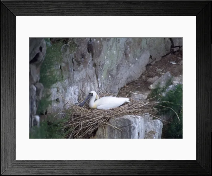 Framed Print : Black-faced Spoonbill - adults on nest Framed Print : Black-faced Spoonbill - adults on nest