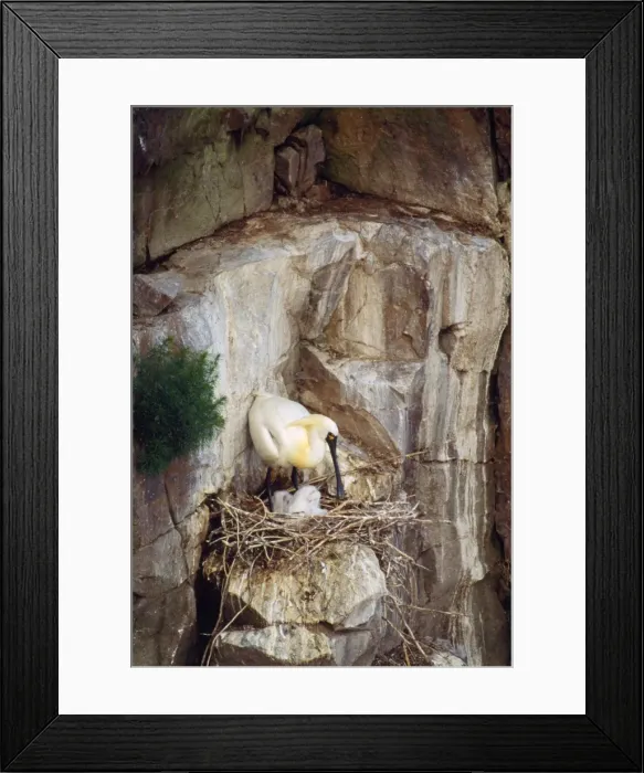 Framed Print : Black-faced Spoonbill - adults with young Framed Print : Black-faced Spoonbill - adults with young