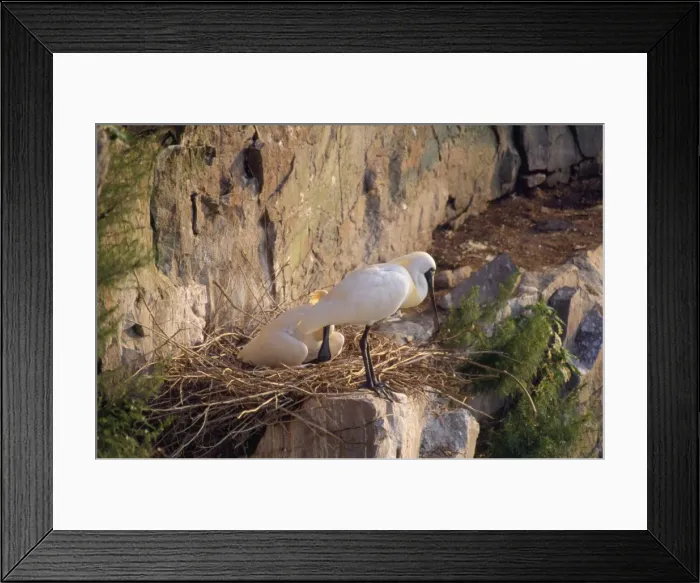 Framed Print : Black-faced Spoonbill - adults at nest Framed Print : Black-faced Spoonbill - adults at nest