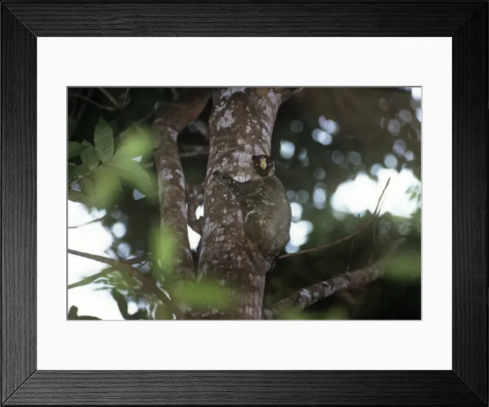 Framed Print : Philippine flying lemur Philippines Framed Print : Philippine flying lemur Philippines