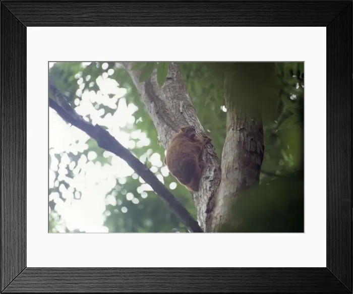 Framed Print : Philippine Flying Lemur Philippines Framed Print : Philippine Flying Lemur Philippines