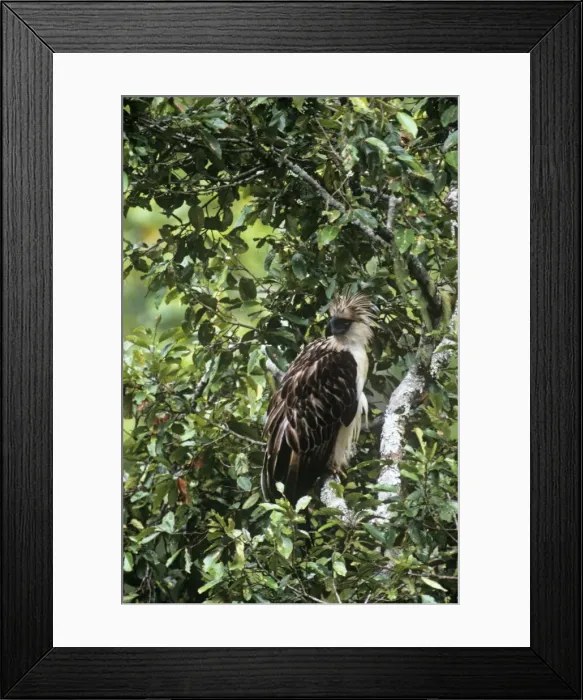 Framed Print : Philippine / Monkey-eating Eagle Framed Print : Philippine / Monkey-eating Eagle