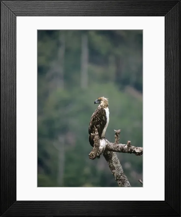 Framed Print : Philippine / Monkey-eating Eagle Framed Print : Philippine / Monkey-eating Eagle