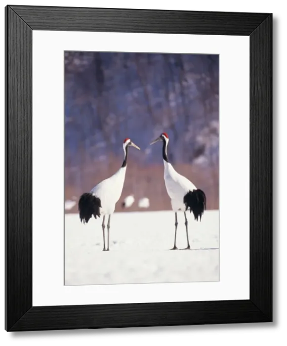 Framed Print : Japanese Crane MI 1562 x 2 Grus japonensis © Masahiro lijima / ARDEA LONDON Framed Print : Japanese Crane MI 1562 x 2 Grus japonensis © Masahiro lijima / ARDEA LONDON