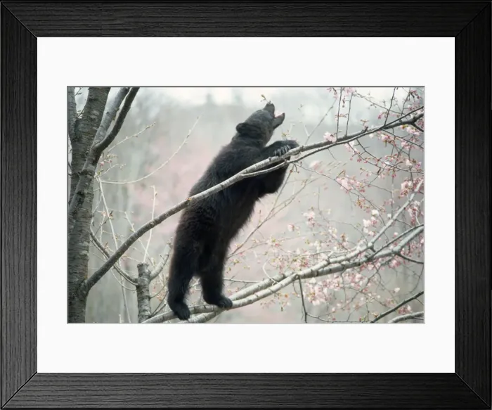 Framed Print : Asiatic Black Bear - in tree with blossom Japan Framed Print : Asiatic Black Bear - in tree with blossom Japan