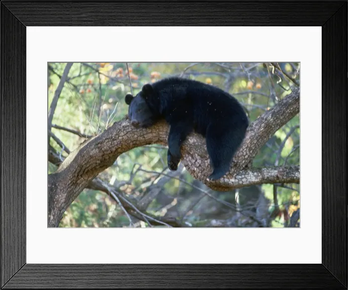Framed Print : Asiatic Black Bear - resting in tree Japan Framed Print : Asiatic Black Bear - resting in tree Japan