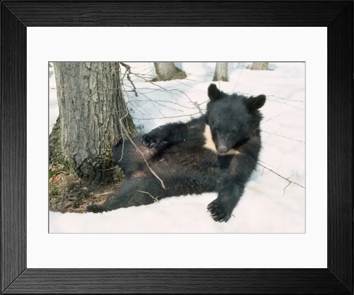 Framed Print : Asiatic Black Bear - laying in snow Japan Framed Print : Asiatic Black Bear - laying in snow Japan