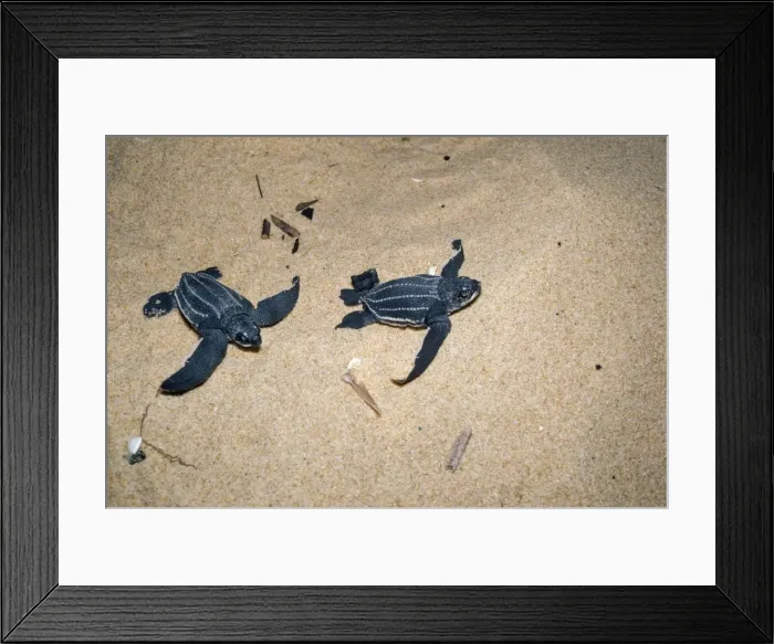 Framed Print : Leatherback / Leathery Turtle - young Framed Print : Leatherback / Leathery Turtle - young