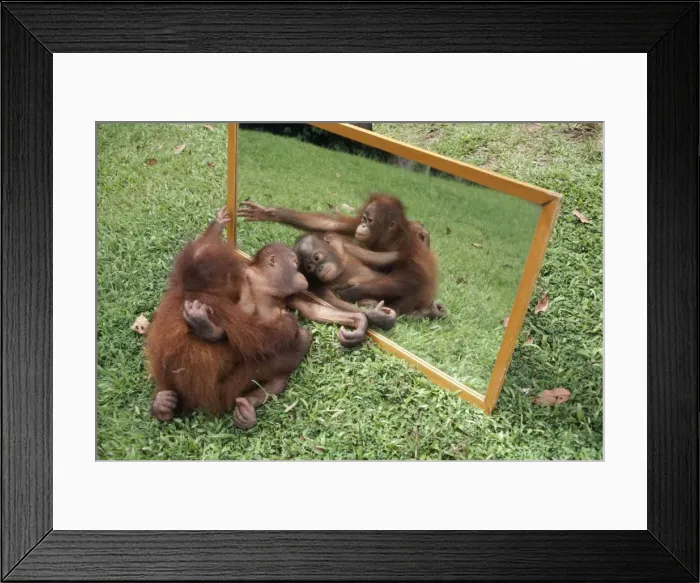Framed Print : Orang-utan - & young playing with reflection in mirror Framed Print : Orang-utan - & young playing with reflection in mirror