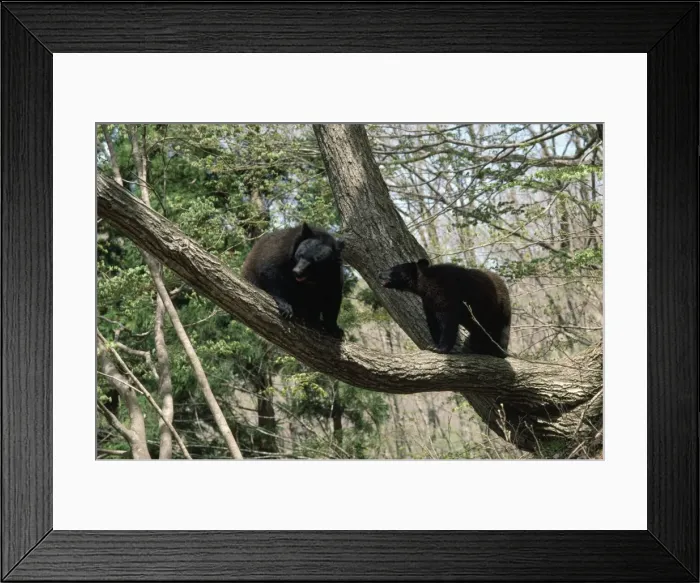 Framed Print : Asiatic Black Bears Japan Framed Print : Asiatic Black Bears Japan