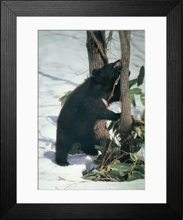 Framed Print : Asiatic Black Bear MI 43 Selenarctos thibetanus japonicus © Masahiro Iijima / ARDEA LONDON Framed Print : Asiatic Black Bear MI 43 Selenarctos thibetanus japonicus © Masahiro Iijima / ARDEA LONDON