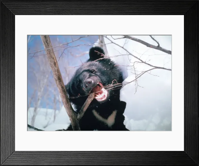 Framed Print : Asiatic Black Bear Japanese sub-species Framed Print : Asiatic Black Bear Japanese sub-species