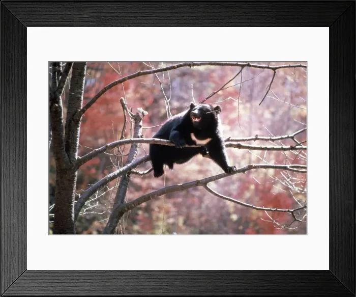 Framed Print : Asiatic Black Bear - Japanese sub species Framed Print : Asiatic Black Bear - Japanese sub species