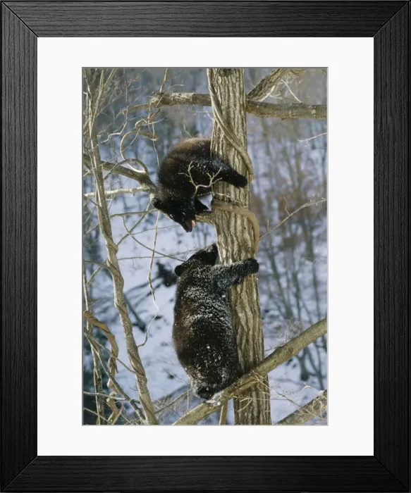 Framed Print : Selenarctos thibetanus japonicus © Masahiro Iijima / ARDEA LONDON Framed Print : Selenarctos thibetanus japonicus © Masahiro Iijima / ARDEA LONDON