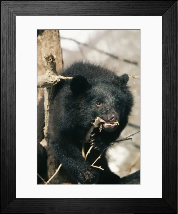 Framed Print : Asiatic Black Bear MI 648 Selenarctos thibetanus japonicus © Masahiro Iijima  /  ARDEA LONDON
