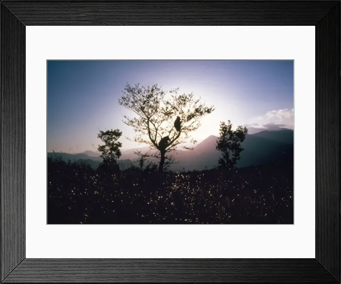 Framed Print : Asiatic Black Bear Framed Print : Asiatic Black Bear