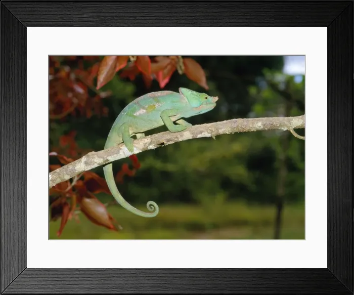 Framed Print : Parson's Chameleon Framed Print : Parson's Chameleon