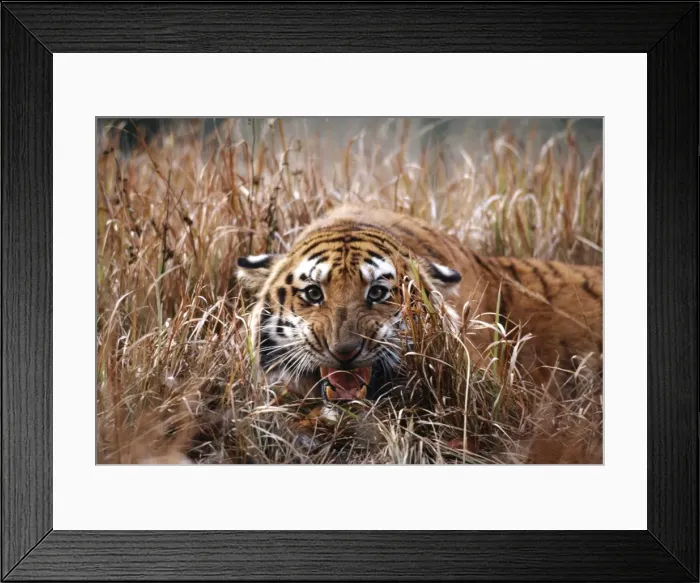 Framed Print : Bengal Tiger MI 776 Snarling, in reeds Panthera tigris © Masahiro Iijima / ARDEA LONDON Framed Print : Bengal Tiger MI 776 Snarling, in reeds Panthera tigris © Masahiro Iijima / ARDEA LONDON