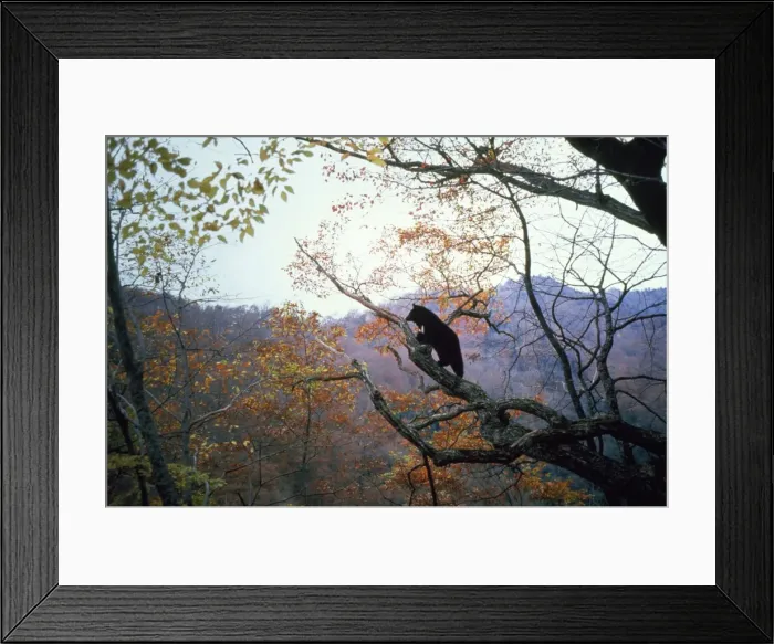 Framed Print : Asiatic Black Bear Nikko National Park Framed Print : Asiatic Black Bear Nikko National Park