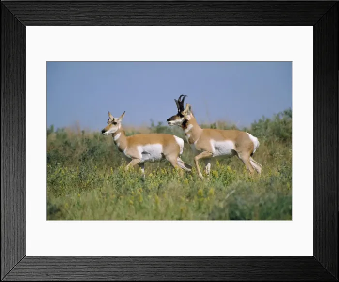 Framed Print : Pronghorn. MOP-309. PRONGHORN X2 RUNNING IN GRASS Framed Print : Pronghorn. MOP-309. PRONGHORN X2 RUNNING IN GRASS