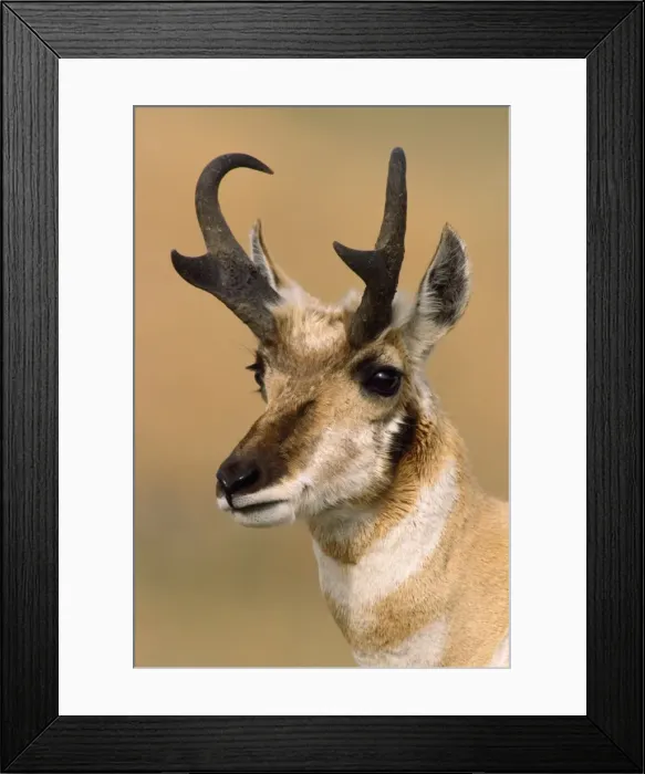 Framed Print : Pronghorn. MOP-312. PRONGHORN - close-up of head Framed Print : Pronghorn. MOP-312. PRONGHORN - close-up of head