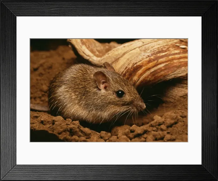 Framed Print : California Pocket Mouse MOP 368 Chaetodipus californicus © Moose Peterson / ARDEA LONDON Framed Print : California Pocket Mouse MOP 368 Chaetodipus californicus © Moose Peterson / ARDEA LONDON