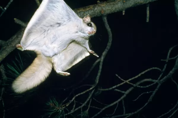 Northern Flying Squirrel - flying