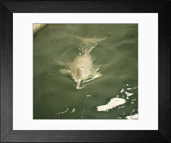 Framed Print : Baiji / Chinese River Dolphin / Yangtze River Dolphin / White Flag Dolphin and Whitefin Dolphin Framed Print : Baiji / Chinese River Dolphin / Yangtze River Dolphin / White Flag Dolphin and Whitefin Dolphin