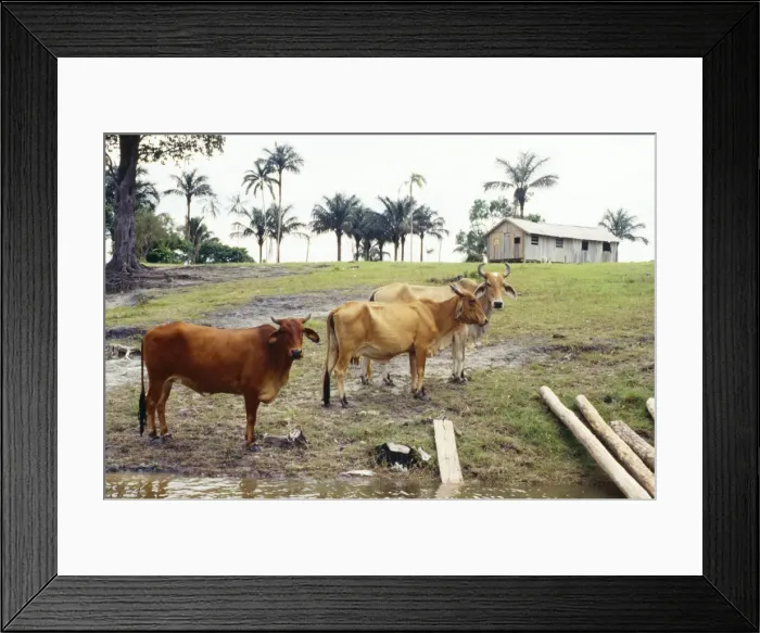 Framed Print : Brazil - cleared riveredge forest in amazonia for cattle ranching. Amazonia, Brazil, South America Framed Print : Brazil - cleared riveredge forest in amazonia for cattle ranching. Amazonia, Brazil, South America