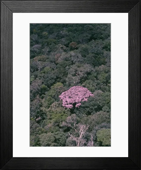 Framed Print : Rainforest - flowering couratari crown emergent rainforest tree, showing how tree uses colour to advertise for pollinators. Amazonia, Brazil Framed Print : Rainforest - flowering couratari crown emergent rainforest tree, showing how tree uses colour to advertise for pollinators. Amazonia, Brazil