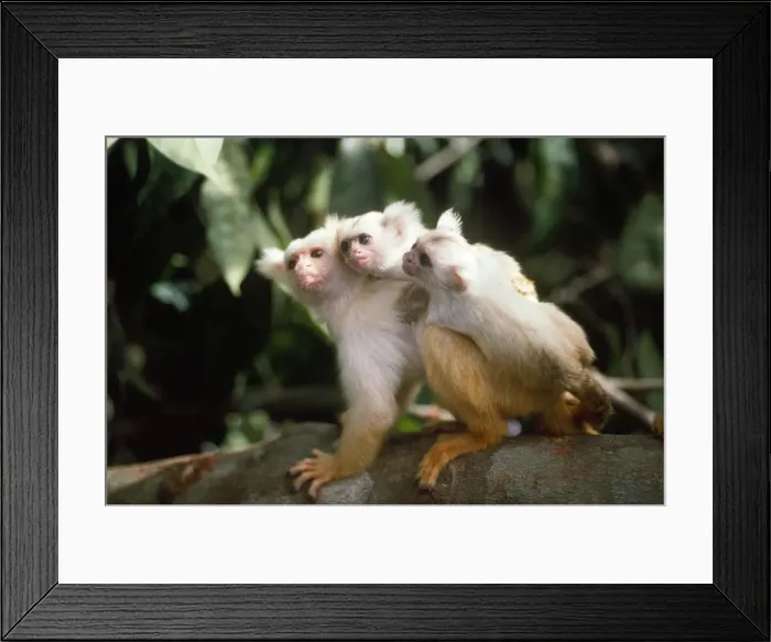 Framed Print : Golden-white Tassel-ear Marmoset - male carying 3 week old infants. Amazonas Brazil