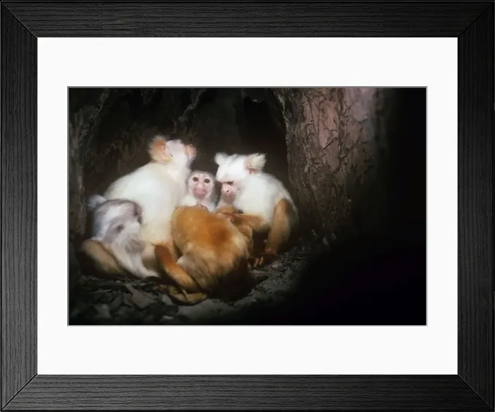Framed Print : Golden-white Tassel-ear Marmoset - family group in tree nest at night. Amazonas, Brazil Framed Print : Golden-white Tassel-ear Marmoset - family group in tree nest at night. Amazonas, Brazil