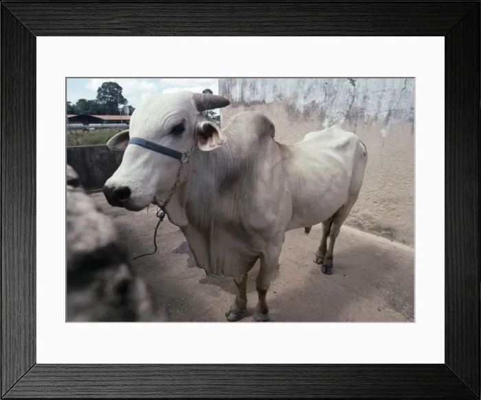 Framed Print : Cattle - Zebu Bull at ranch in Rondonia State, Amazonia, Brazil, South America Framed Print : Cattle - Zebu Bull at ranch in Rondonia State, Amazonia, Brazil, South America