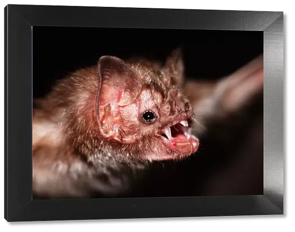Common Vampire Bat NG 1403 Close shot of head - Sao Paulo state, Brazil Desmodus rotundus © Nick Gordon  /  ARDEA LONDON