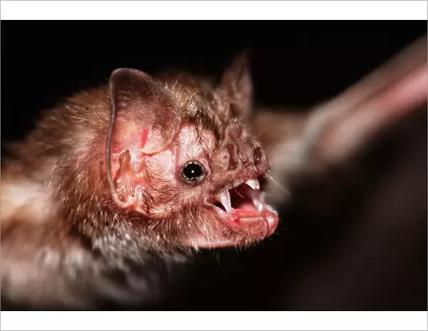 Common Vampire Bat NG 1403 Close shot of head - Sao Paulo state, Brazil Desmodus rotundus © Nick Gordon  /  ARDEA LONDON