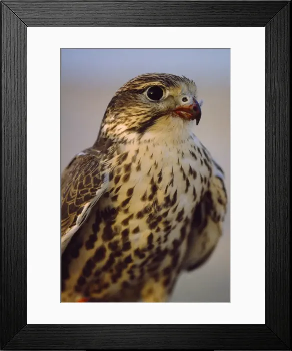 Framed Print : Saker Falcon - with blood on beak after kill Framed Print : Saker Falcon - with blood on beak after kill