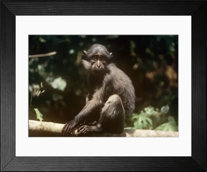 Framed Print : Sooty Mangabey Monkey - on branch Gola Rainforest Sierra Leone West Africa Framed Print : Sooty Mangabey Monkey - on branch Gola Rainforest Sierra Leone West Africa