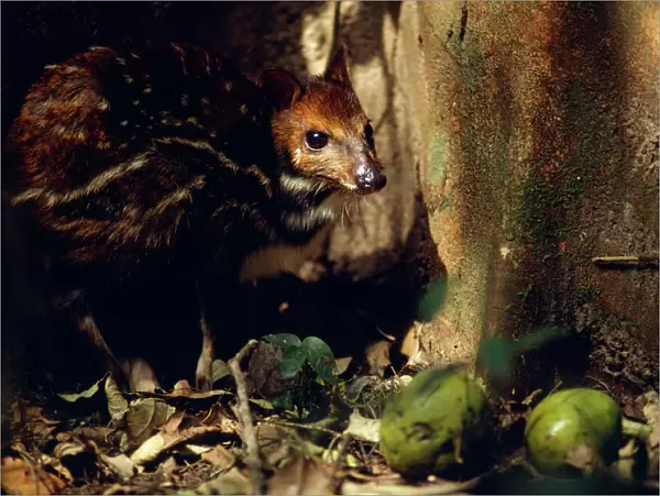 Mouse Deer  /  Water Chevrotain eating fruit dropped by monkeys - Gola Forest - West Africa