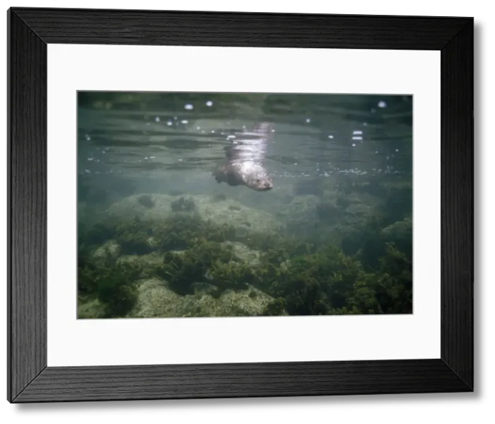 Framed Print : European Otter - diving underwater looking for fish - Scotland Framed Print : European Otter - diving underwater looking for fish - Scotland