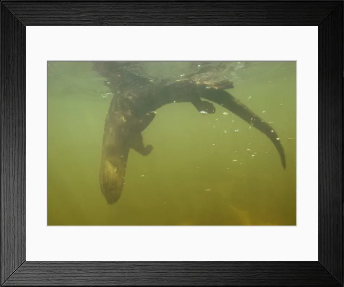 Framed Print : African Spot-necked Otter - underwater Framed Print : African Spot-necked Otter - underwater