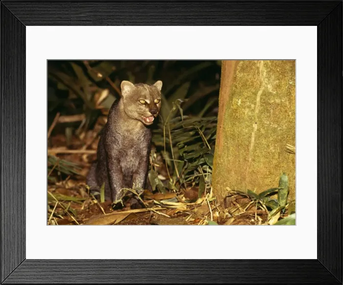 Framed Print : Jaguarundi NG 634 Amazonas, Brazil. Felis yagouaroundi © Nick Gordon / ARDEA LONDON Framed Print : Jaguarundi NG 634 Amazonas, Brazil. Felis yagouaroundi © Nick Gordon / ARDEA LONDON