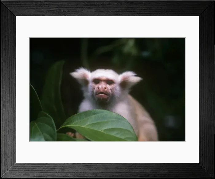 Framed Print : Golden-white tassel-ear marmoset Previously known as: Callithrix chrysoleuca Amazonia, Brazil, South America Framed Print : Golden-white tassel-ear marmoset Previously known as: Callithrix chrysoleuca Amazonia, Brazil, South America
