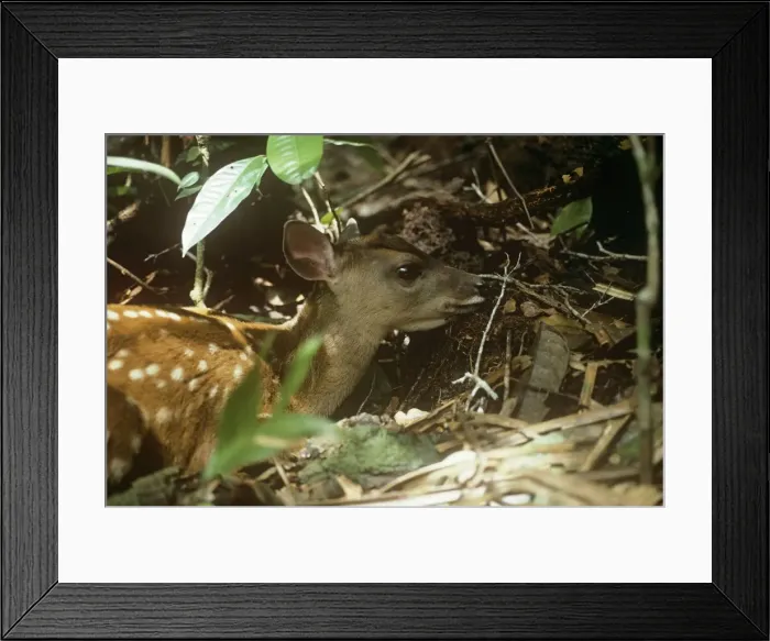 Framed Print : Red Brocket Deer - young showing camouflage markings Amazonas Brazil South America Framed Print : Red Brocket Deer - young showing camouflage markings Amazonas Brazil South America