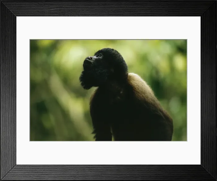 Framed Print : Bearded Saki Monkey NG 787 Amazonia Brazil S. America Chiropotes satanus © Nick Gordon / ARDEA LONDON Framed Print : Bearded Saki Monkey NG 787 Amazonia Brazil S. America Chiropotes satanus © Nick Gordon / ARDEA LONDON