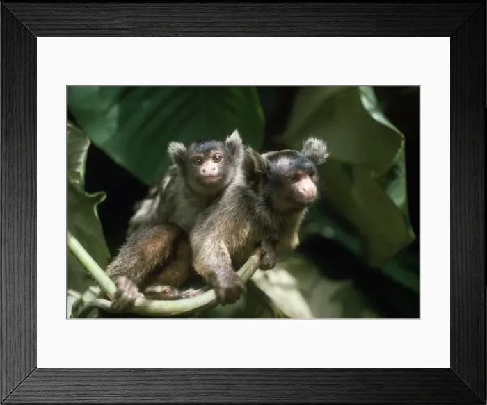 Framed Print : Maues Tassel-eared Marmoset - female carrying baby on back Amazonia Brazil Framed Print : Maues Tassel-eared Marmoset - female carrying baby on back Amazonia Brazil