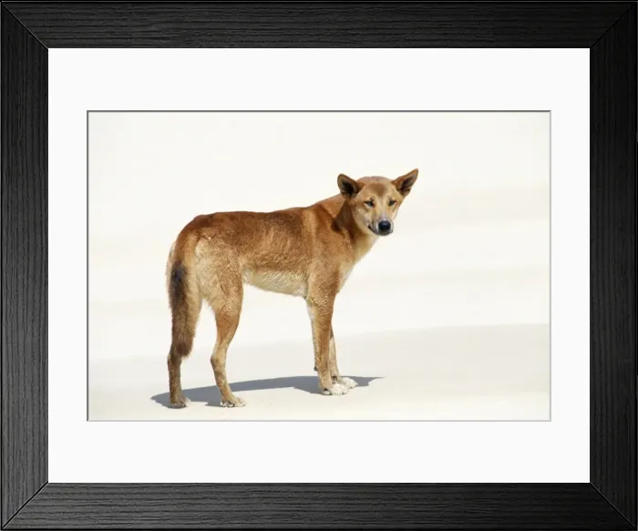 Framed Print : Dingo PC 130 © Piers Cavendish / ARDEA LONDON Framed Print : Dingo PC 130 © Piers Cavendish / ARDEA LONDON
